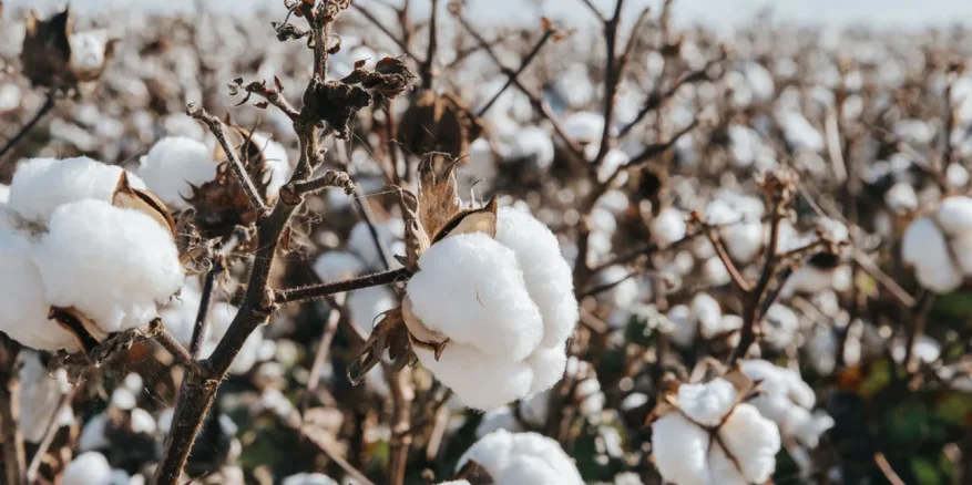 Guided Cotton Farm & Gin Tour
