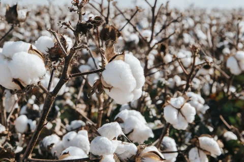 Cotton Season - Bus Tour