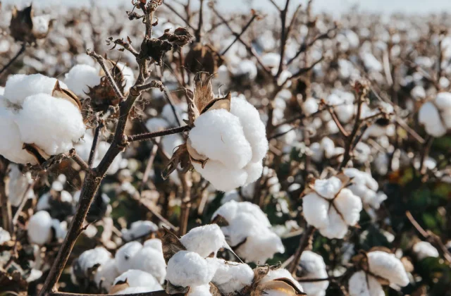 Cotton Season - Bus Tour