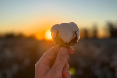 Cotton Farm and Gin - Bus Tour