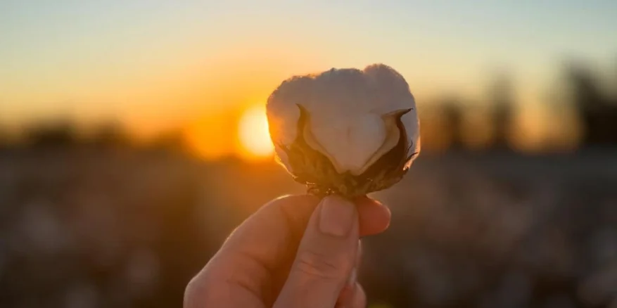Cotton Farm and Gin - Bus Tour