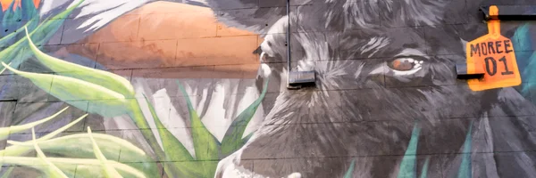 View of Moree Mural Trail