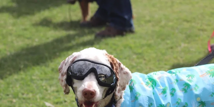 Pet Fair 