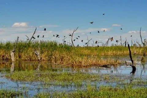 Gwydir Wetlands